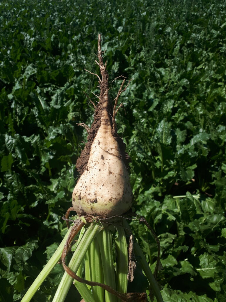 Znamy kurs Euro do rozliczenia buraków cukrowych w kampanii 2020/2021