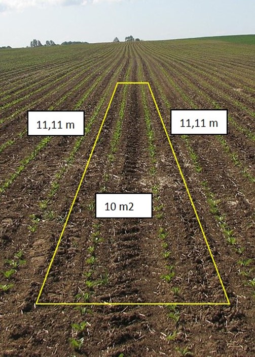 Pierwsze zabiegi agrotechniczne oraz liczenie obsady w burakach cukrowych