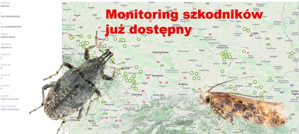 Czas na monitoring szkodników buraków cukrowych