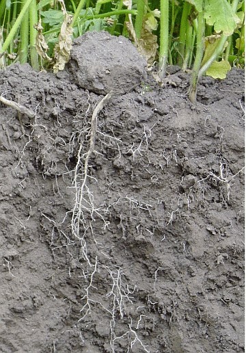 Poplony – naturalny depozyt materii organicznej i składników odżywczych