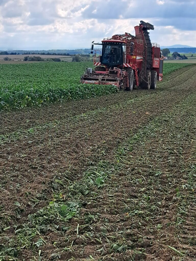 Burak jako wzorcowa uprawa w płodozmianie