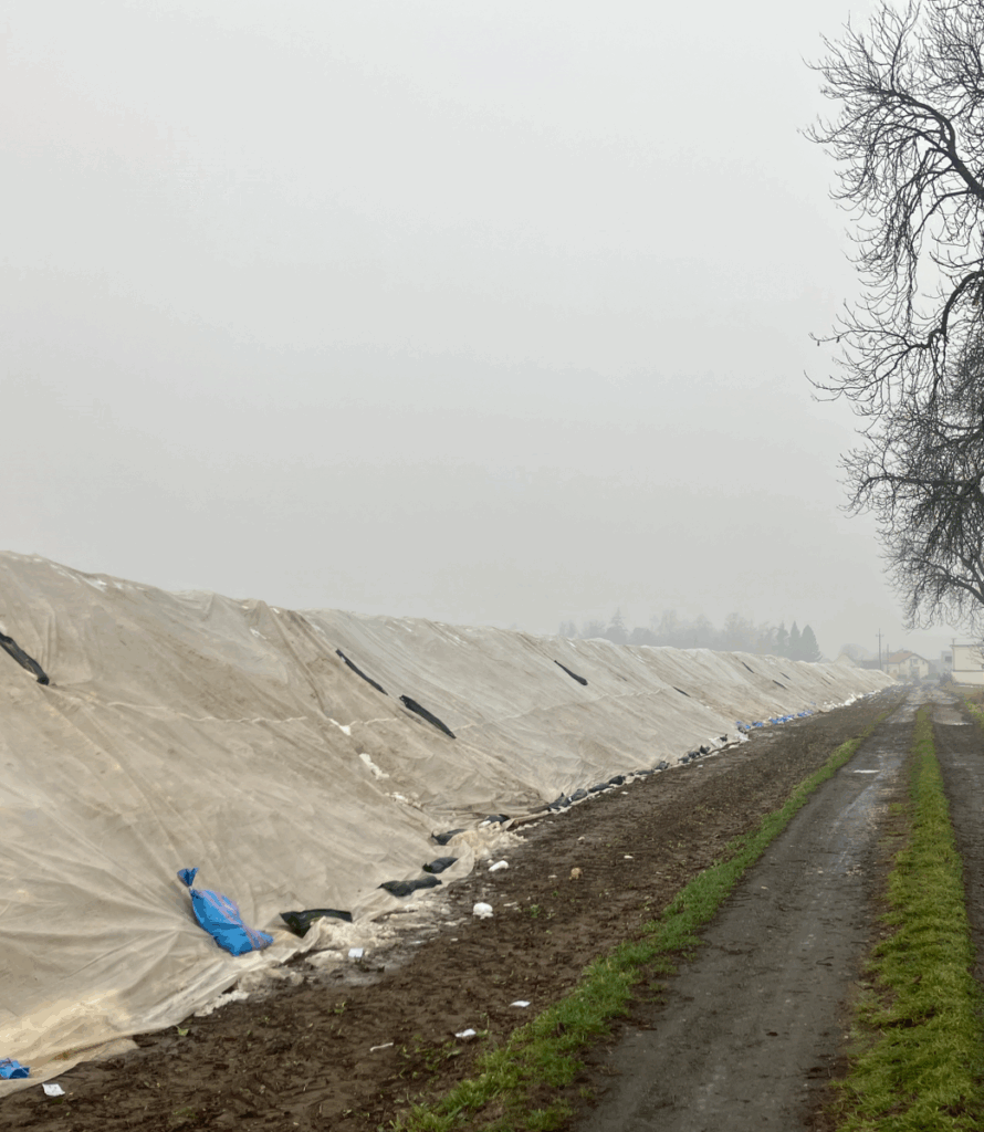 Dokładne i staranne okrycie pryzm, czynnikiem warunkującym prawidłowe i skuteczne przechowalnictwo
