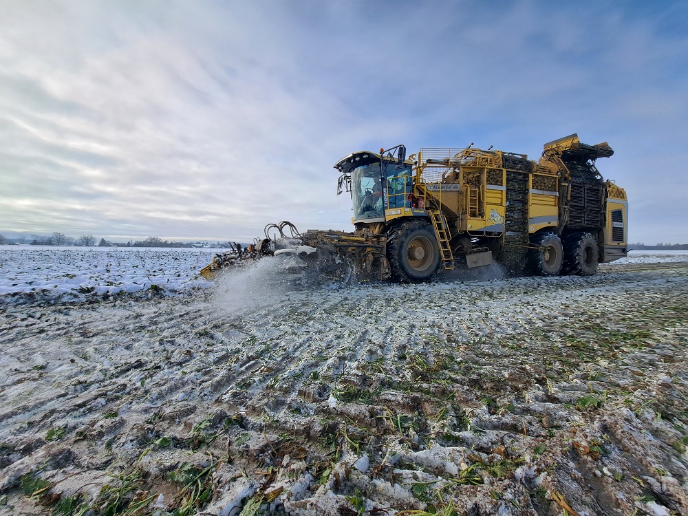 Późny zbiór buraka – zanieczyszczenia rosną, jakość spada