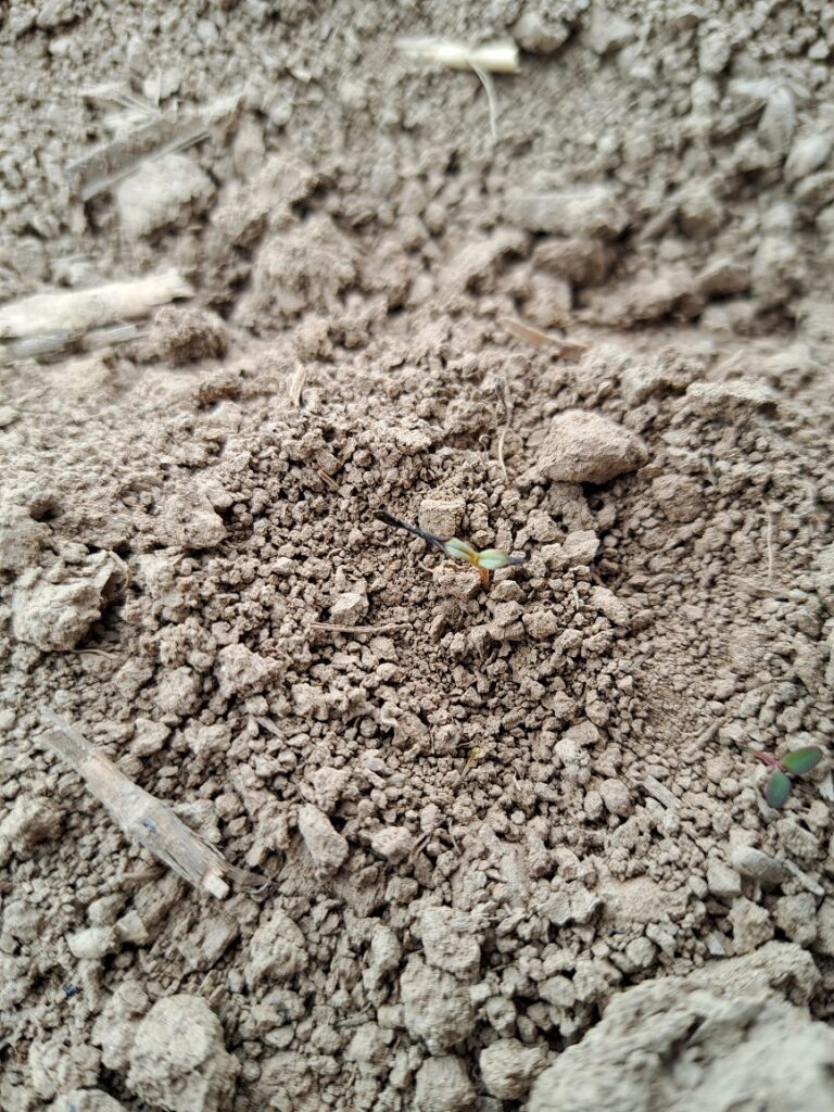 Przymrozki w okresie wschodów