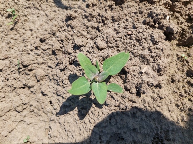 Chemiczne zwalczanie chwastów w uprawie buraka cukrowego