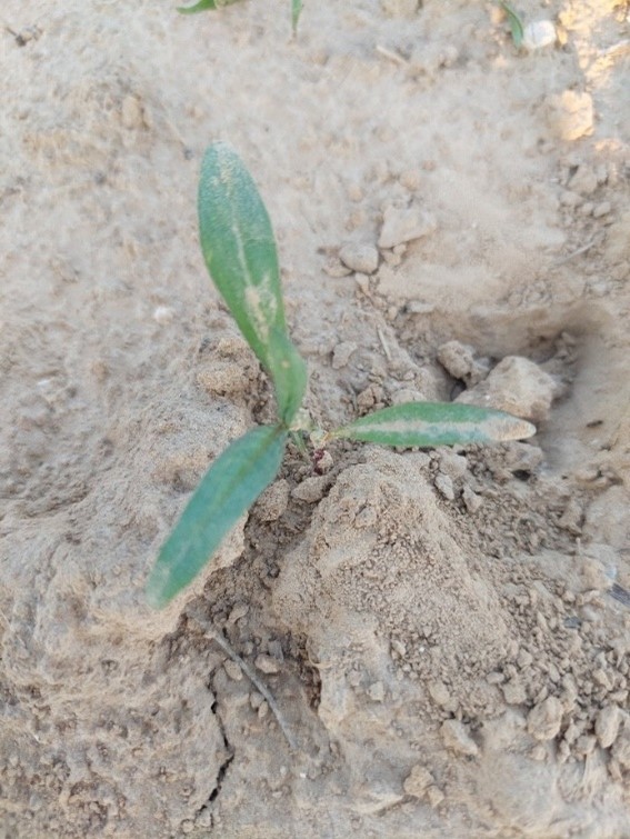 Chwasty uciążliwe do&nbsp;zwalczenia w&nbsp;uprawie buraka cukrowego