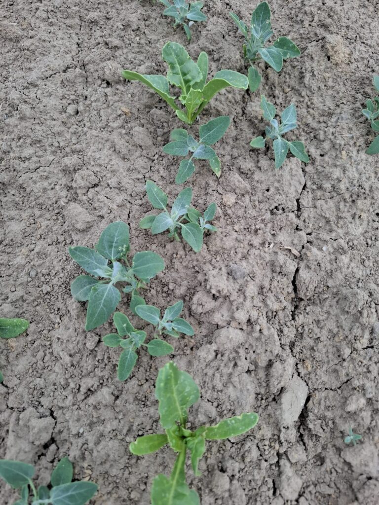 Czy&nbsp;zachwaszczenie będzie problemem na&nbsp;tegorocznych plantacjach?