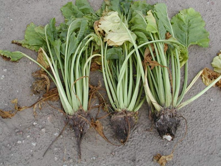 Choroby korzeni buraka cukrowego
